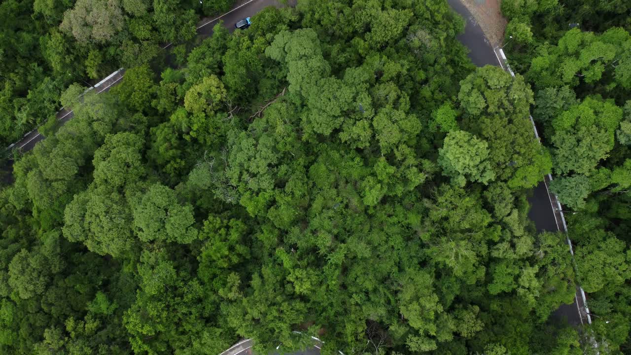 pájaros volando sobre el bosque sudamericano con un camino que lo atraviesa