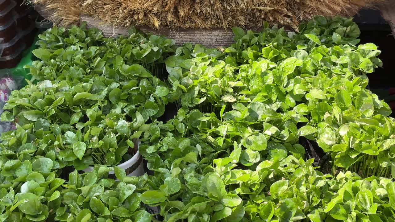 Golden dry wheat bundle in Tehran Iran agriculture harvest season farmer grow whole grain hay bale cereal crop food rural organic stems natural nutrition sunny outdoor barley rye healthy background