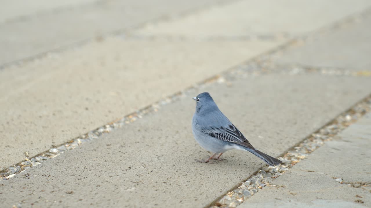 Tenerife blue chaffinch on concrete road at Teide National Park