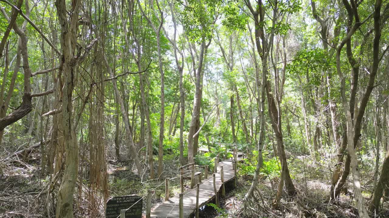 Lush green mangrove forest with a wooden boardwalk in Rio Lagartos, Yucatán, Mexico