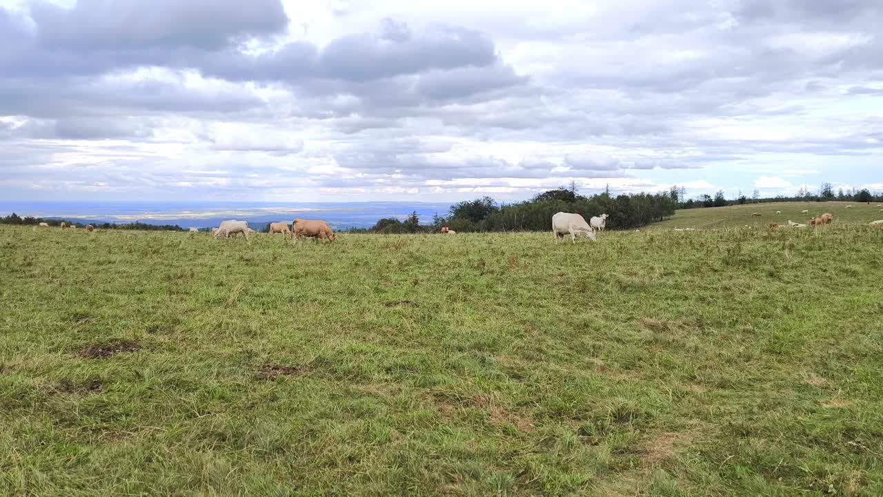 Vista ampla de vacas a pastar num prado de montanha sob um céu nublado dramático, paisagem rural pacífica com gado solto e atmosfera pastoral natural em terreno de planalto aberto.