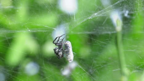 tent-web orb spider wrapping prey in silk, spain, cyrtophora citricola