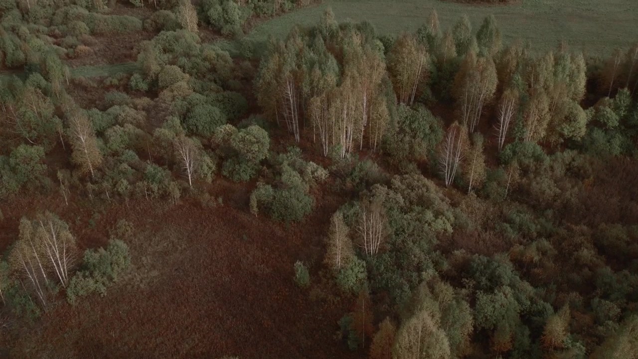 Drone footage of mixed birch woodland and open meadow in early autumn, showing textured treetops and natural patterns in the Ural, Russia, at golden hour