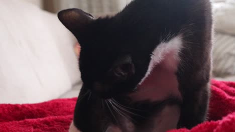 tuxedo cat on red blanket cleaning its body with its tongue - close up