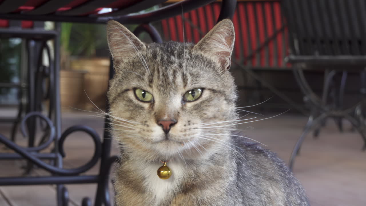 Tabby cat with green eyes with a bell collar looking around