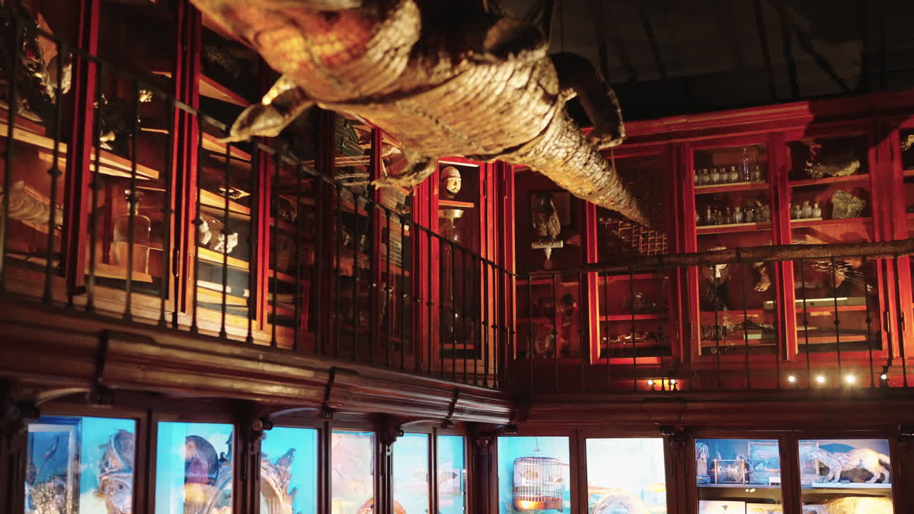 보존 된 동물 의 박물관 전시