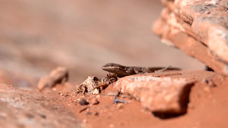 Closeup-view-of-desert-lizard