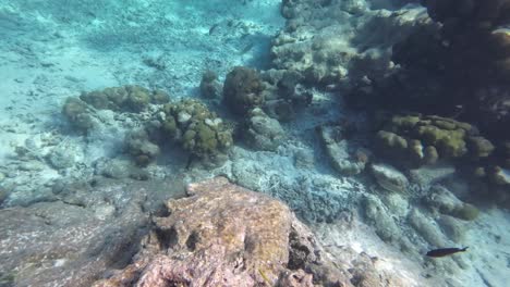 Colorful-Thriving-Coral-Reefs-Underwater-Wonders-of-Los-Roques,-Venezuela