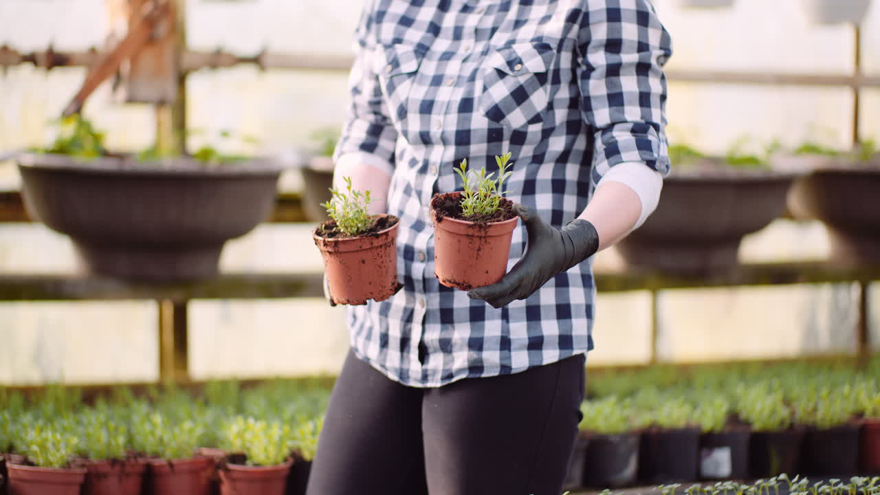 agricultora sostiene plántulas de flores o verduras