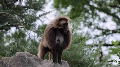 close up shot of male gelada bleeding heart monkey resting on rock and watching area outdoors