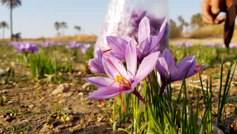 Delicious-Dessert-made-with-an-expensive-desert-flower-Saffron-picked-by-a-local-farmer-woman-with-gold-bracelet-and-ring-collected-in-a-bundle