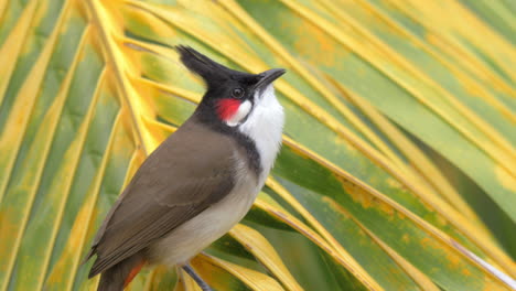 Rotbartiger-Bulbul,-Der-Brot-Isst