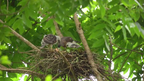 crested goshawk or indonesian elang alap jambul family eating in the nest