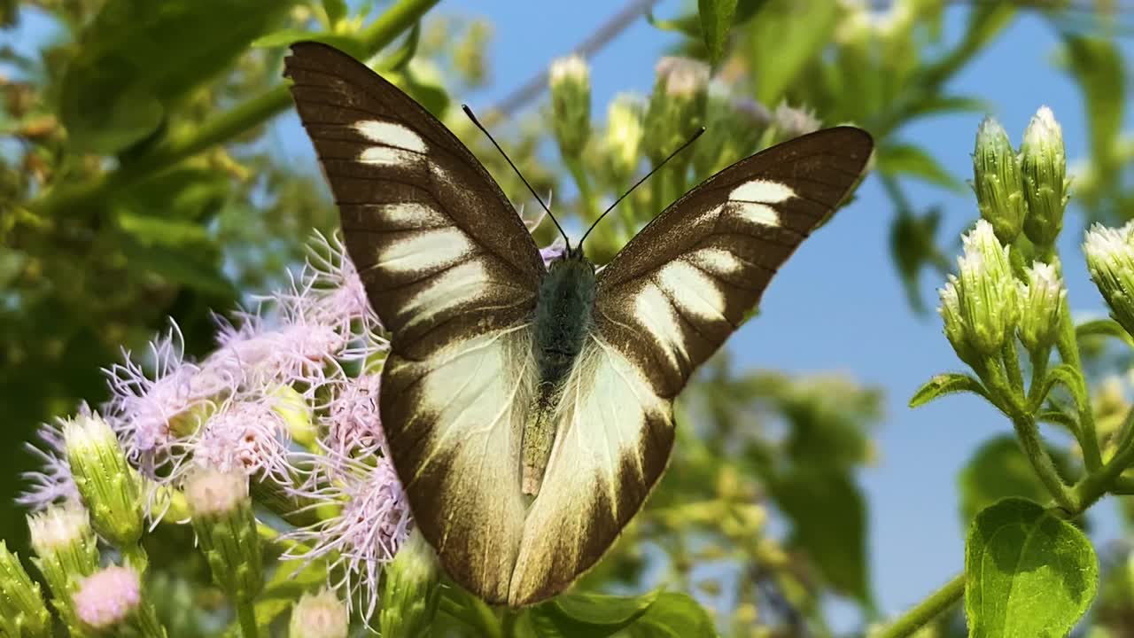 Una bellissima farfalla albatro orientale a strisce appollaiata su fiori di erba siamese in Bangladesh. Campo lungo