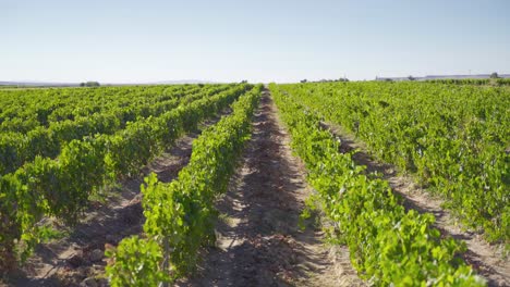 white vineyard.