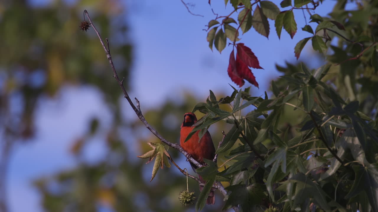 cardenal norteño en una rama pequeña