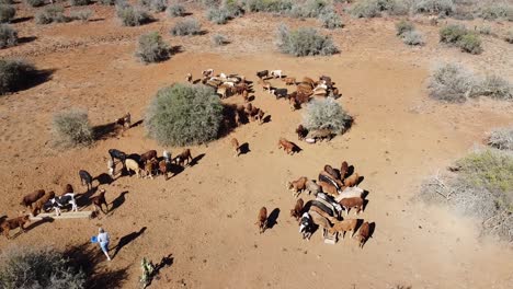Eine-Karoo-Bäuerin-Füttert-Rinder,-Um-Die-Ernährung-Während-Der-Dürre-In-Der-Halbwüste-Zu-Unterstützen