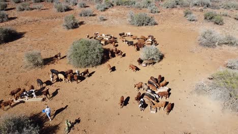 una agricultora de karoo alimenta al ganado para ayudar en la dieta durante la sequía en un semidesierto