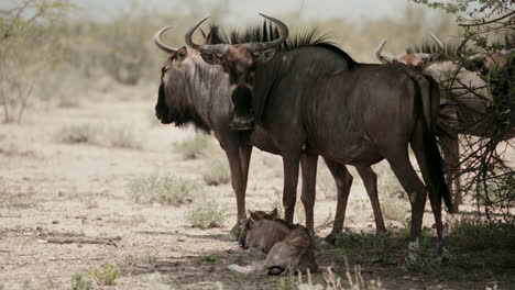 wildebeest herd in the african savannah