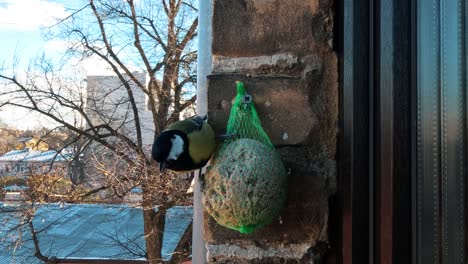 Kohlmeise-Parus-Major-Ernährt-Sich-Von-Fettballen