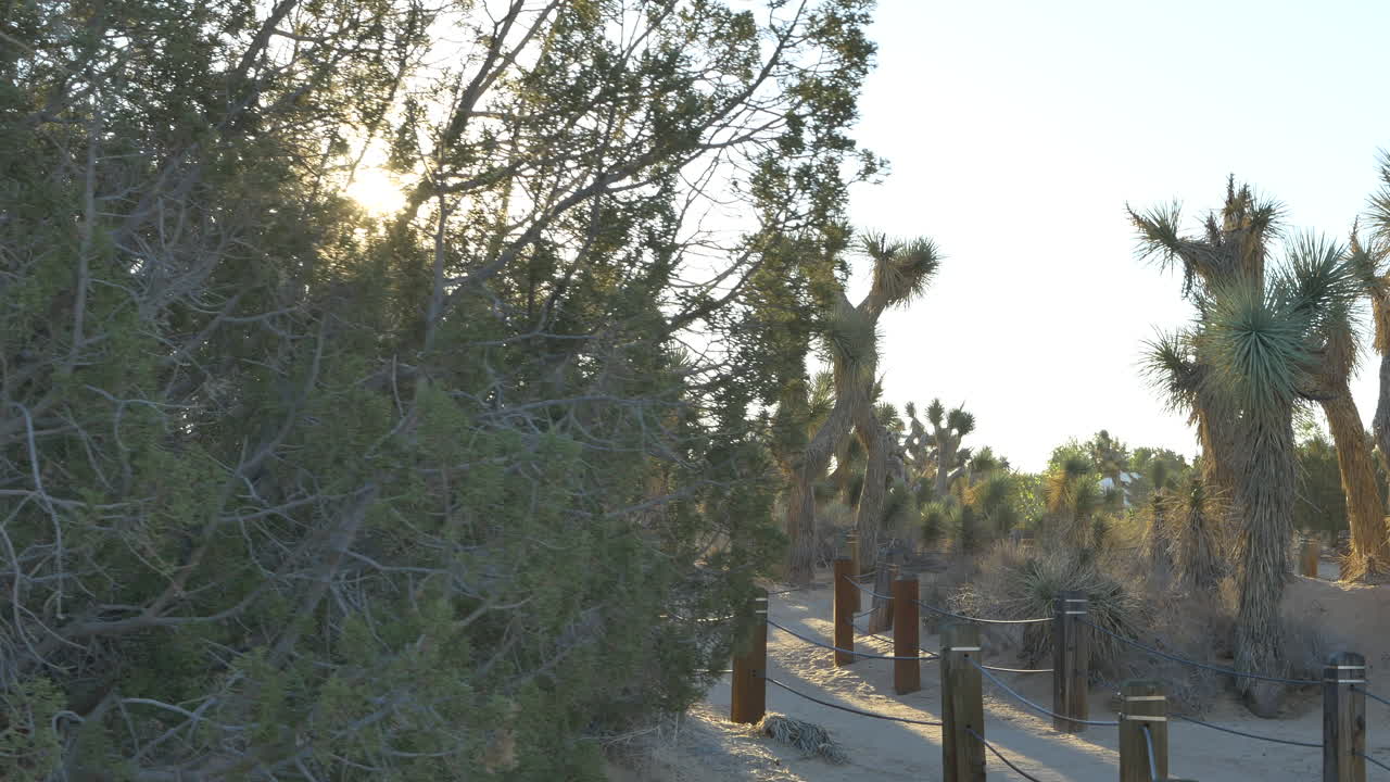 조슈아 나무가 있는 자연 보호 구역의 사막 산책로, 캘리포니아 영양 계곡의 아침 황금시간 동안 사막 서식지