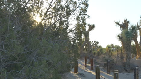 A-desert-walking-path-in-a-nature-preserve-with-Joshua-Trees,-and-desert-habitat-during-morning-golden-hour-in-the-Antelope-Valley,-California