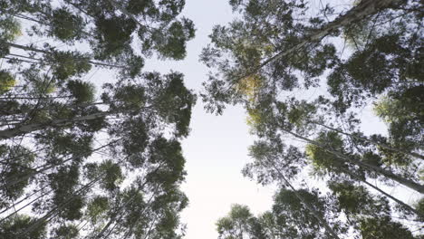 Vertical-perspective,-moving-through-forest-looking-upwards-with-the-sky-opening-at-sunset,-fantasy