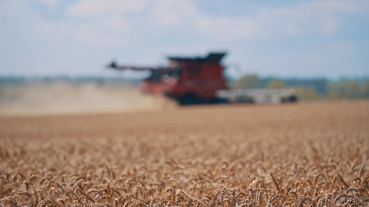 Wheat field. Ripe spikelets of wheat on the blurred background of combine harvester working in summer time. Close-up.