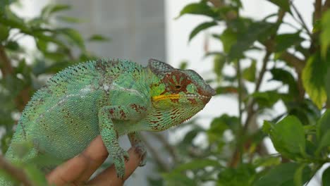 Chamäleon-Sitzt-Auf-Einer-Männlichen-Hand-Und-Isst-Eine-Heuschrecke,-Madagaskar,-Nosy-Be,-Afrika