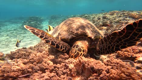 Turtle-Eating-underwater-in-Komodo-Island-National-Park-Indonesia