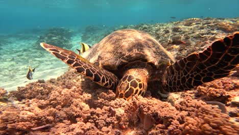 tortuga comiendo bajo el agua en el parque nacional de la isla de komodo indonesia