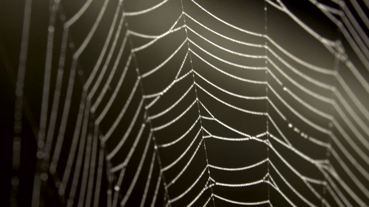 araña en el medio de la red de araña