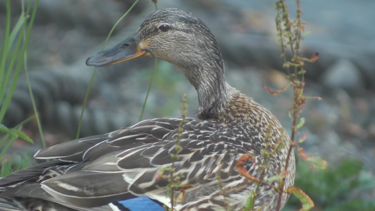 Female Mallard duck pruning herself standing on river shore