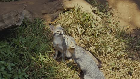 zorro patagónico o zorro gris descansando en el bosque salvaje