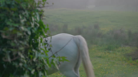 white horse in early morning mist