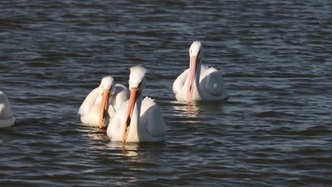 four white pelicans gently paddling in the calm waters of a bay off of the texas coastline