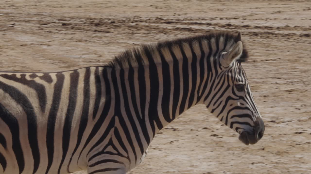 Zebra di profilo che cammina su terreno sabbioso mostrando un marcato motivo a strisce in un ambiente naturale.