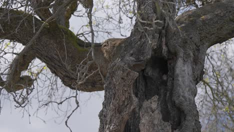 Twisted and cracked hollow trunk of the dead tree