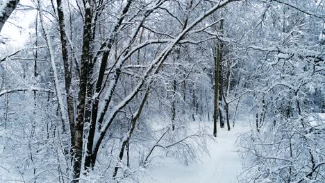 Verschneite-Äste-Im-Wald.-Wintermärchen-Hintergrund