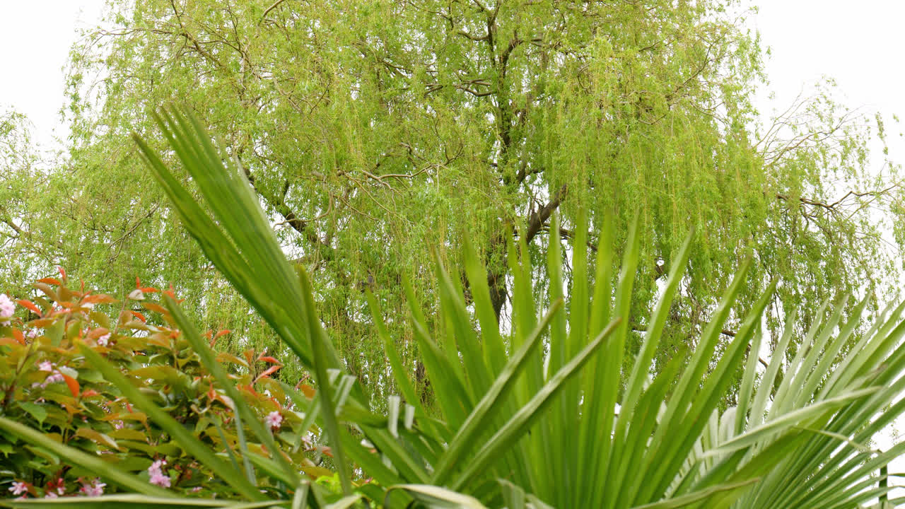 palmera balanceándose en la brisa de verano con un árbol de sauce llorando en el fondo