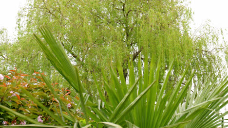 Palme,-Die-Sich-Im-Sommerwind-Wiegt,-Mit-Einer-Trauerweide-Im-Hintergrund