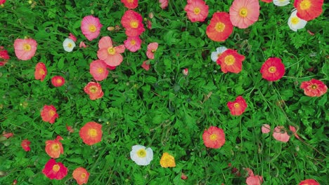 panning top-down view over colorful flowers