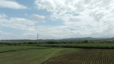 Cultivation-of-tobacco-in-Dominican-Republic.-Aerial-forward