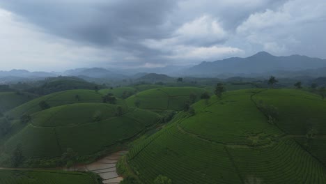 tea plantation agriculture cultivation hills long coc vietnam aerial drone cloudy skyline