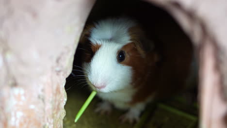 Cui-guinea-pig-chewing-food-with-cute-black-eyes-on-white-brown-body,-detailed-closeup