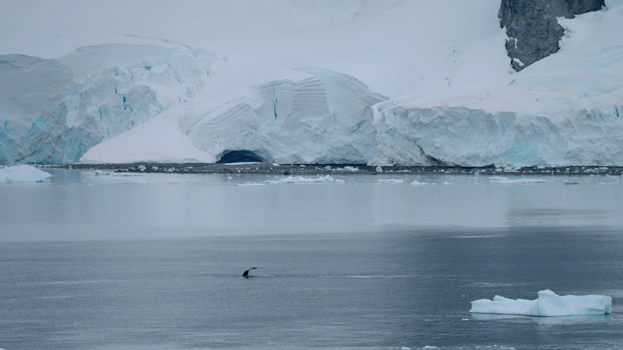 Humpback Whale Surfacing In The Icy Waters Of Antarctica With Ice Glaciers. Wide Shot