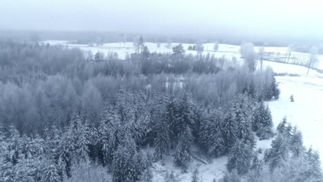 Sobrevuelo-Aéreo-Bosque-Arbolado-Cubierto-De-Nieve-Durante-El-Invierno-Nevado-Con-Nubes-En-El-Cielo