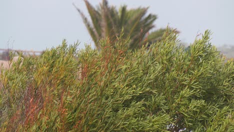 tropical plants near beach side