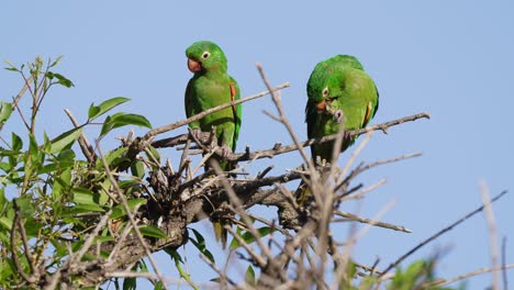 dos conure de ojos blancos