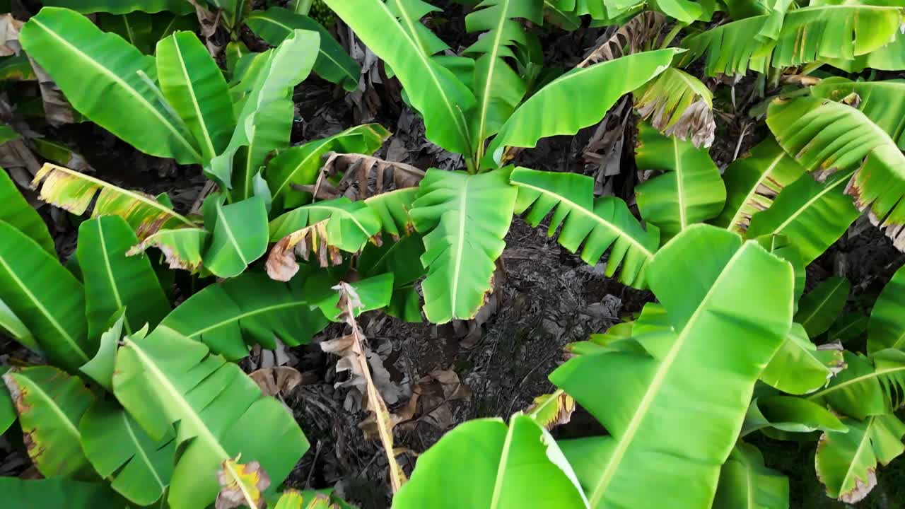 View over a lush banana plantation in Mauritius. Concept of agriculture, tropical farming, and the island's natural beauty. Ideal for travel, food, and environmental content.